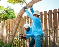 tree removal service