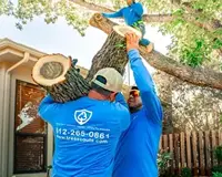 tree removal service